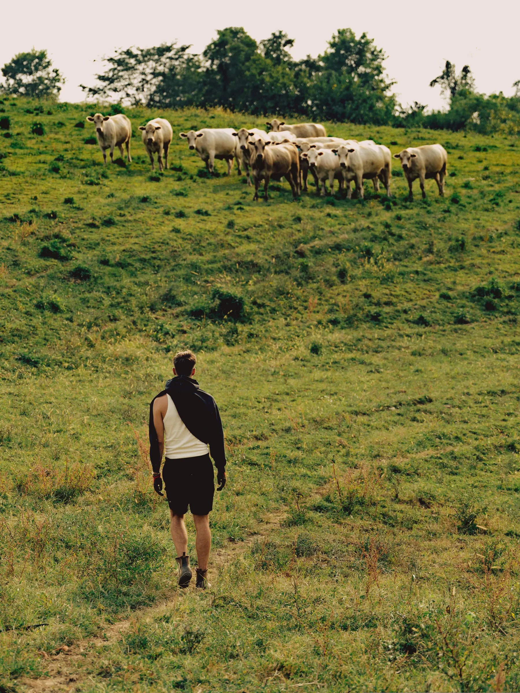 Cattle on the King family farm